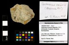 Foto (Objekt + Etiketten) von Gastrosacus eminens (Blaschke, 1911) 